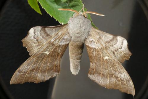 Laothoe populi